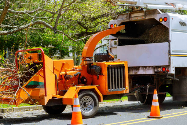 The Steps Involved in Our Tree Care Process in Dent, OH